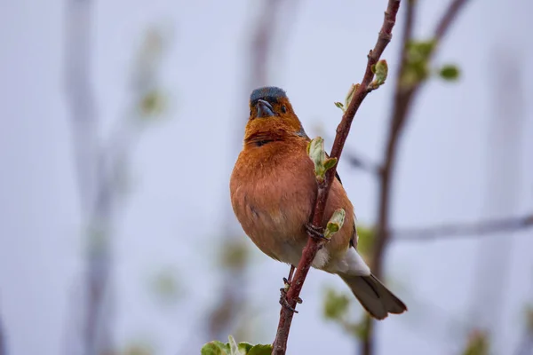 Male Common Redstart Phoenicurus Phoenicurus Branch — 스톡 사진