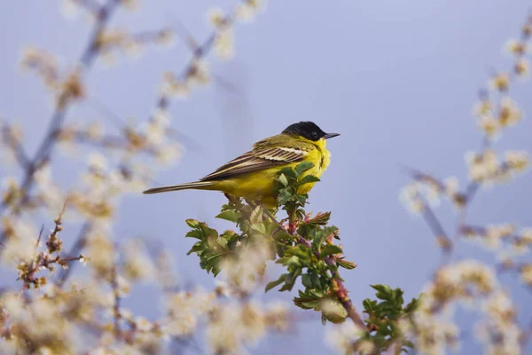 Ptak Żółty Wagon Motacilla Flava Czas Wiosenny — Zdjęcie stockowe
