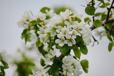 Güneşli bir bahar gününde çiçek açan ağaçlarla güzel bir manzara.