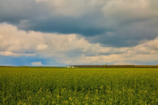 Krásná Krajina Zemědělským Polem Jaře — Stock fotografie