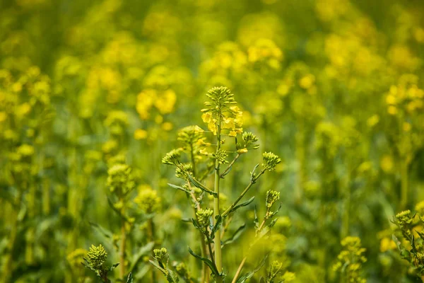 Yaklaş Bir Kolza Tohumu Çiçeğiyle — Stok fotoğraf