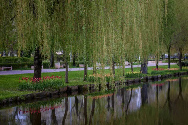 Landscape Willows Tulips Reflected Water Lake — стоковое фото