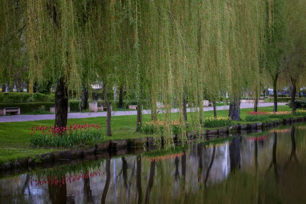 Краєвид Вербами Тюльпанами Відображеними Воді Озера — стокове фото