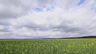Tarım tarlalarının üzerindeki bulutlarda kolza tohumu ile zaman kaybı