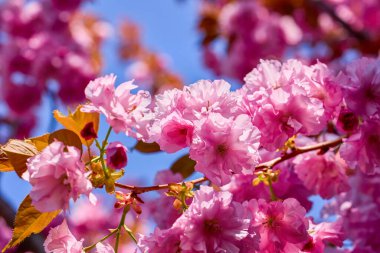 güzel soyut arkaplan çiçekli bulanık dof.