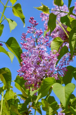 güzel soyut arkaplan çiçekli bulanık dof.