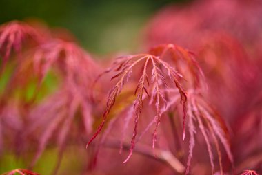 güzel soyut arkaplan çiçekli bulanık dof.