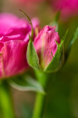 güzel soyut arkaplan çiçekli bulanık dof.