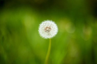 güzel soyut arkaplan çiçekli bulanık dof.