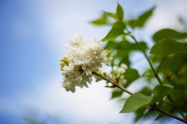 güzel soyut arkaplan çiçekli bulanık dof.