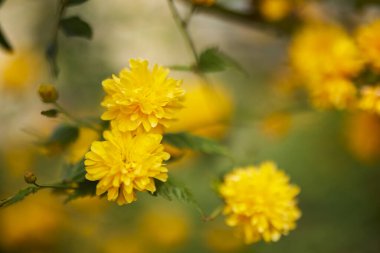 güzel soyut arkaplan çiçekli bulanık dof.