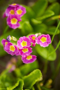 güzel soyut arkaplan çiçekli bulanık dof.