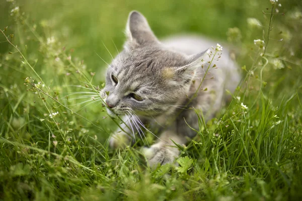 Portrait Cute Cat Playing Grass — Stock fotografie