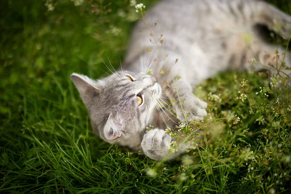 Portrait Cute Cat Playing Grass — стоковое фото