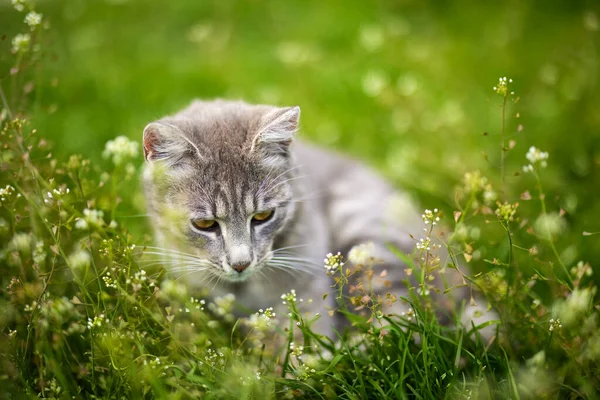 Portrait Cute Cat Playing Grass — Fotografie, imagine de stoc