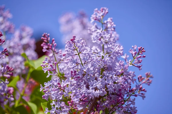 güzel soyut arkaplan çiçekli bulanık dof.