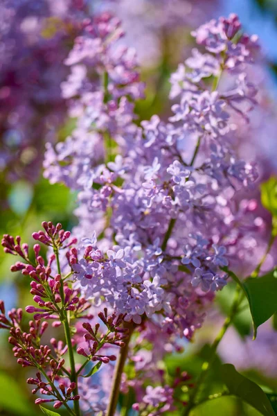 Hermoso Fondo Abstracto Con Flores Borrón Dof —  Fotos de Stock