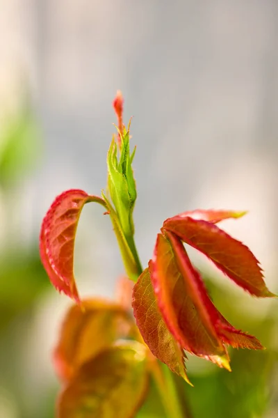 Beautiful Abstract Background Flowers Blur Dof — стоковое фото