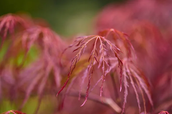 Beautiful Abstract Background Flowers Blur Dof — Foto Stock