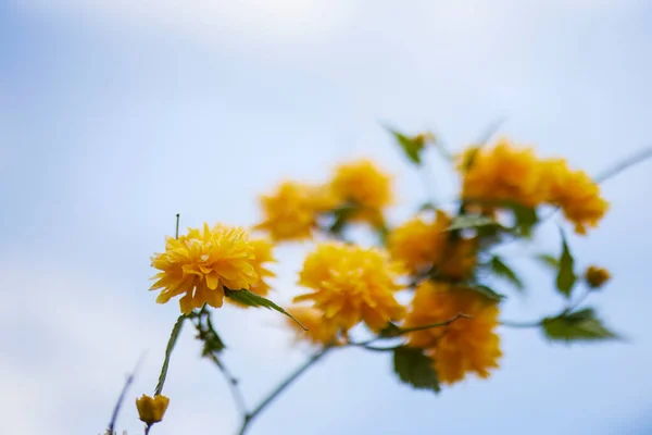 Beautiful Abstract Background Flowers Blur Dof — Foto de Stock