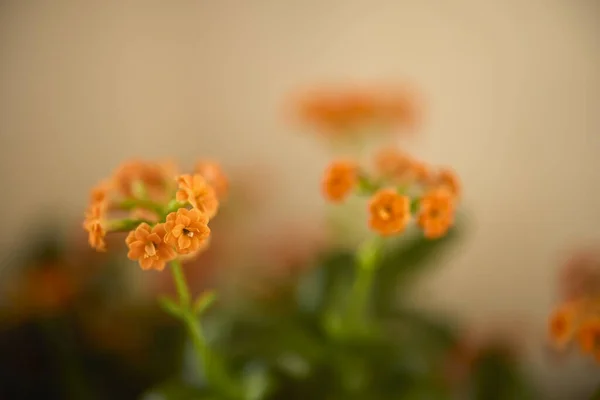 Piękne Abstrakcyjne Tło Kwiatami Rozmytym Dof — Zdjęcie stockowe