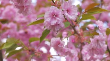 Güzel Japon kiraz çiçekleri ilkbaharda rüzgarda hareket eder.