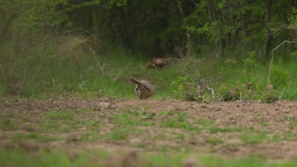 Pheasant Female Edge Forest Looking Food — Vídeos de Stock