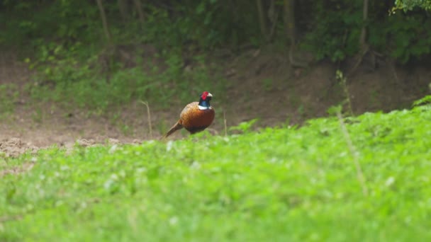 Male Pheasant Looking Food Edge Forest — Vídeos de Stock