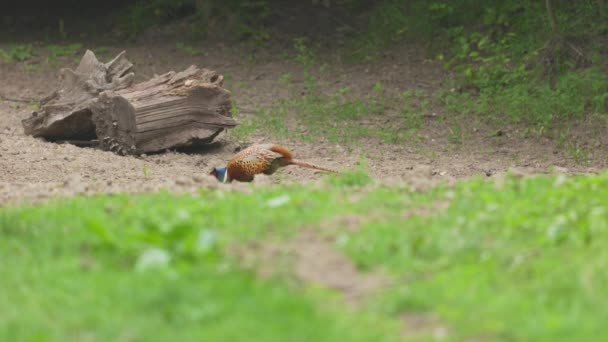 Male Pheasant Looking Food Edge Forest — Stockvideo