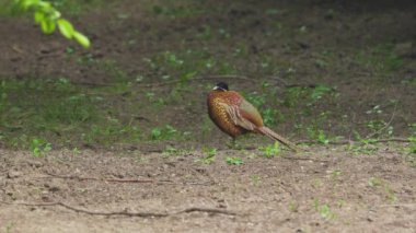 Erkek sülün ormanın kenarında yiyecek arıyor.
