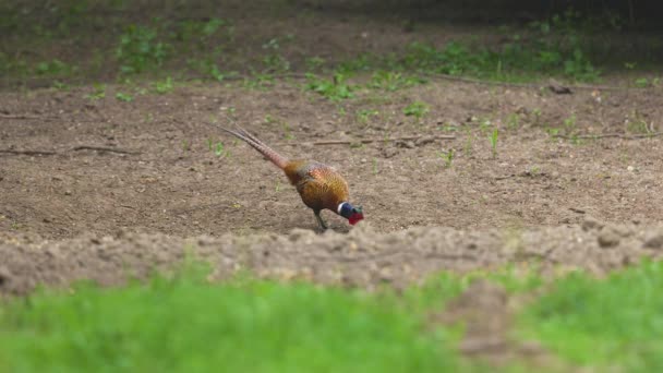 Male Pheasant Looking Food Edge Forest — Stock Video