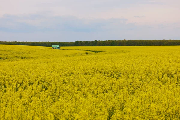 Pictures Agricultural Field Flowering Rapeseed — Stock Photo, Image