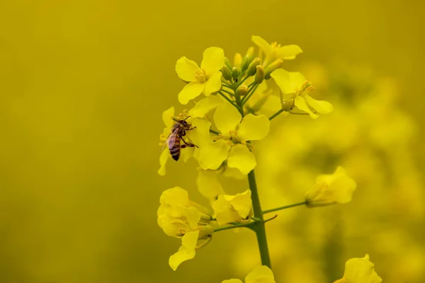 Imagens Campo Agrícola Com Colza Florida — Fotografia de Stock