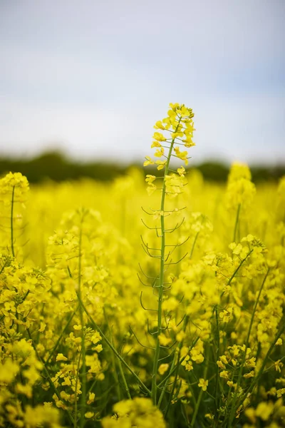 Imagens Campo Agrícola Com Colza Florida — Fotografia de Stock