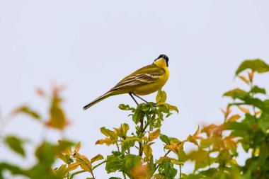 Sarı kuyruklu (Motacilla flava), Motacillidae familyasından bir kuş türü..