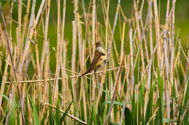Büyük sazlık ötleğeni Akrocephalus arundinaceus doğal yaşam alanında..