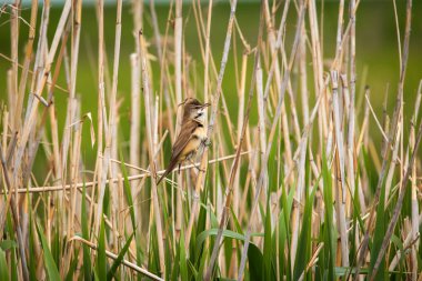 Büyük sazlık ötleğeni Akrocephalus arundinaceus doğal yaşam alanında..