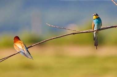 Arı yiyen kuşlar (arı kuşu apiaster) çeşitli duruşlar