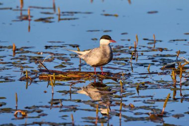 Bahar boyunca farklı pozlarda yaygın Tern.