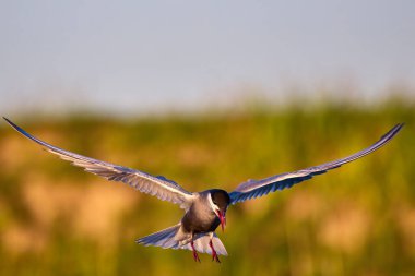 Bahar boyunca farklı pozlarda yaygın Tern.