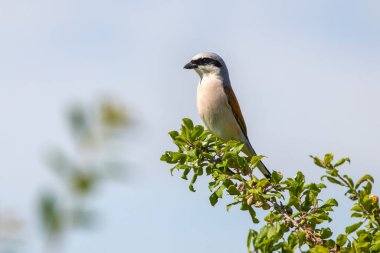Erkek cerrah (Lanius collurio), çeşitli pozlarda erkek.