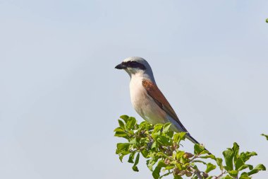 Erkek cerrah (Lanius collurio), çeşitli pozlarda erkek.
