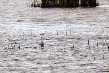 (Ardea cinerea, balıkçılgiller (Ardeidae) familyasından bir kuş türü..