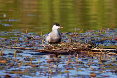 Bahar boyunca farklı pozlarda yaygın Tern.