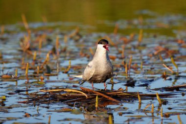 Bahar boyunca farklı pozlarda yaygın Tern.