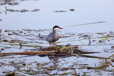 Bahar boyunca farklı pozlarda yaygın Tern.
