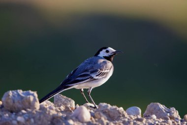 Wagtail (Motacilla alba, Linnaeus), Motacillidae familyasından küçük bir kuş türü. Avrupa, Asya ve Kuzey Afrika 'da büyük bölgelerde yaşar.