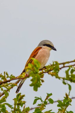 Erkek cerrah (Lanius collurio), çeşitli pozlarda erkek.