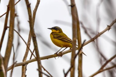 Sarı kuyruklu (Motacilla flava), Motacillidae familyasından bir kuş türü..