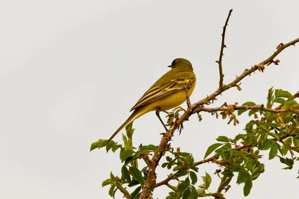 Желтый Хвост Motacilla Flava Небольшая Певчая Птица Семейства Motacillae — стоковое фото